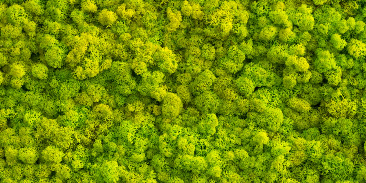 pareti vegetali per inteni in lichene
